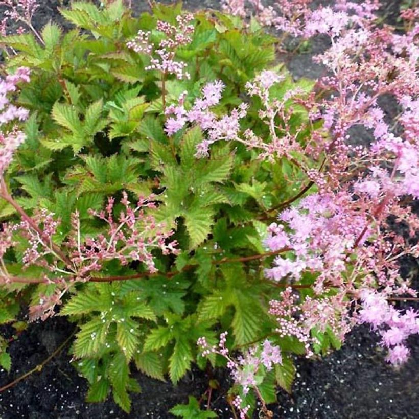 Filipendula ulmaria Rosea (Porte)