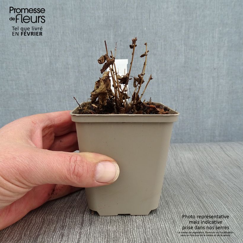 Filipendula ulmaria Rosea - Reine des Prés Godet de 9cm Ejemplar entregado en invierno