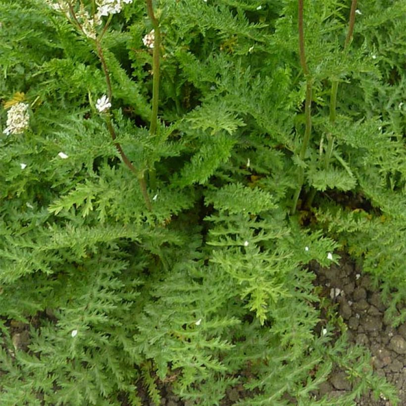 Filipendula vulgaris - Reina de los prados (Follaje)