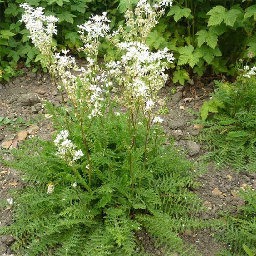 Filipendula vulgaris - Reina de los prados (Porte)