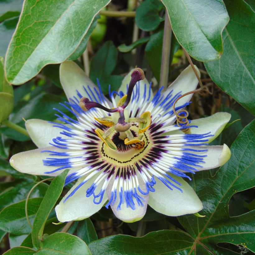 Passiflora caerulea (semillas) - Flor de la pasión (Floración)