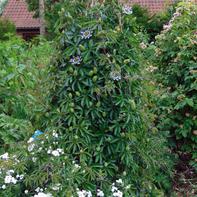 Passiflora caerulea (semillas) - Flor de la pasión (Porte)