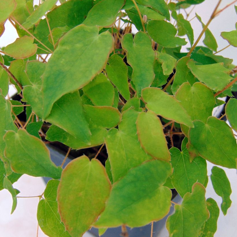 Epimedium grandiflorum Akebono (Follaje)