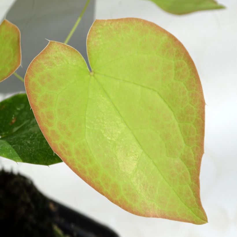 Epimedium pubigerum Orangekönigin (Follaje)