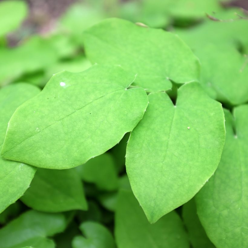 Epimedium pubigerum (Follaje)