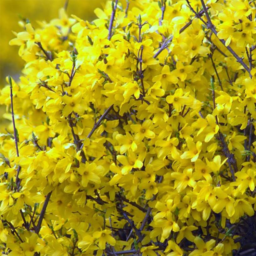 Forsythia intermedia Mêlée d'Or (Floración)