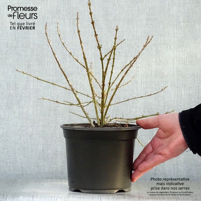 Forsythia Mêlée d'Or - Mimosa de Paris Pot de 3L/4L Ejemplar entregado en invierno