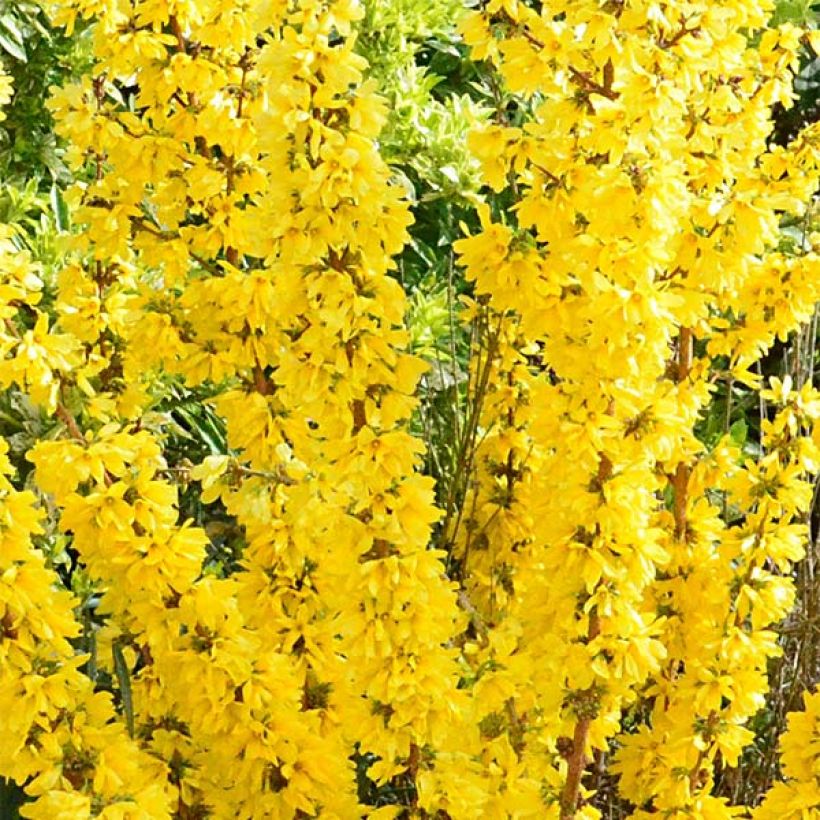 Forsythia intermedia Mikador (Floración)