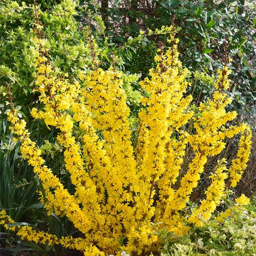 Forsythia intermedia Mikador (Porte)