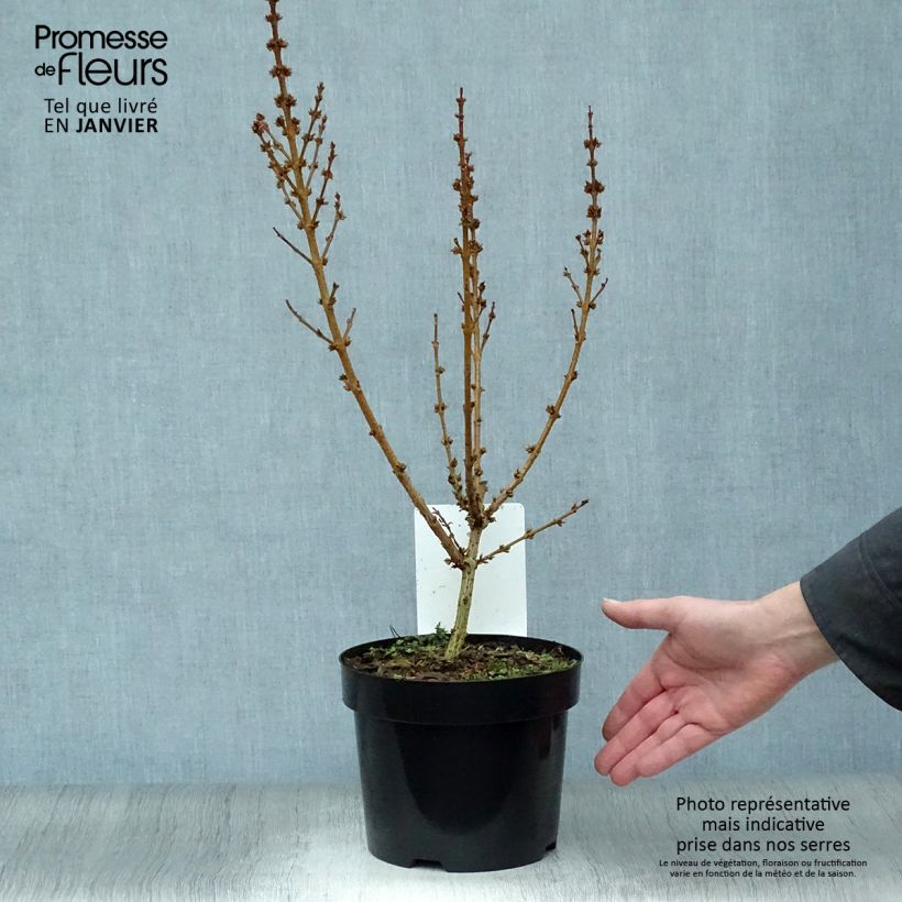 Forsythia Mikador - Mimosa de Paris Pot de 2L/3L Ejemplar entregado en invierno