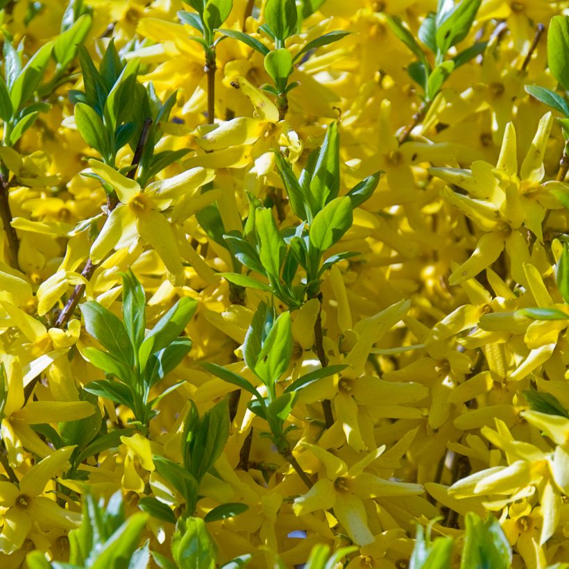 Forsythia intermedia Golden Times (Floración)