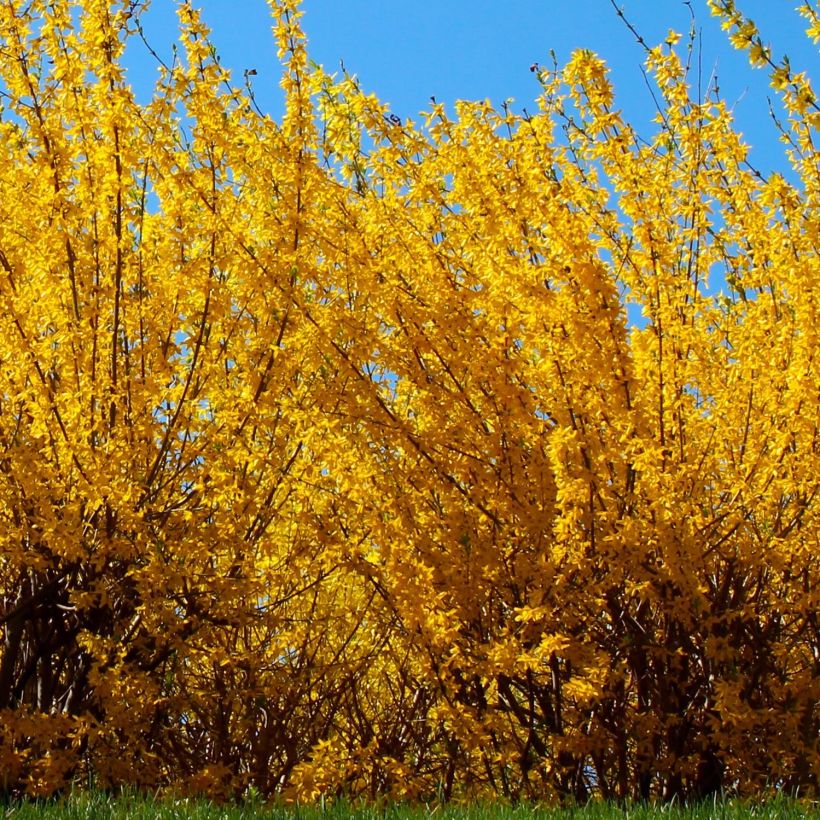 Forsythia intermedia Golden Times (Porte)