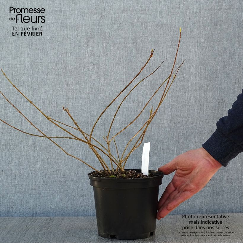 Forsythia intermedia Golden Times - Mimosa de Paris Pot de 3L/4L Ejemplar entregado en invierno