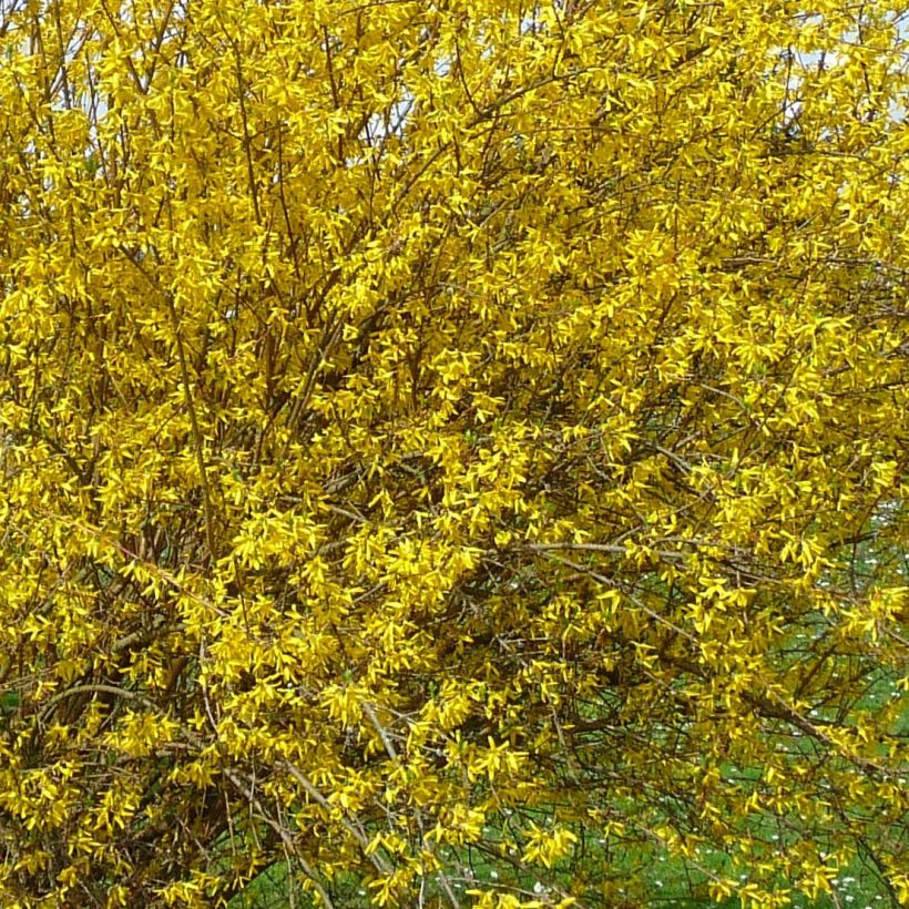 Forsythia intermedia Lyngold (Floración)