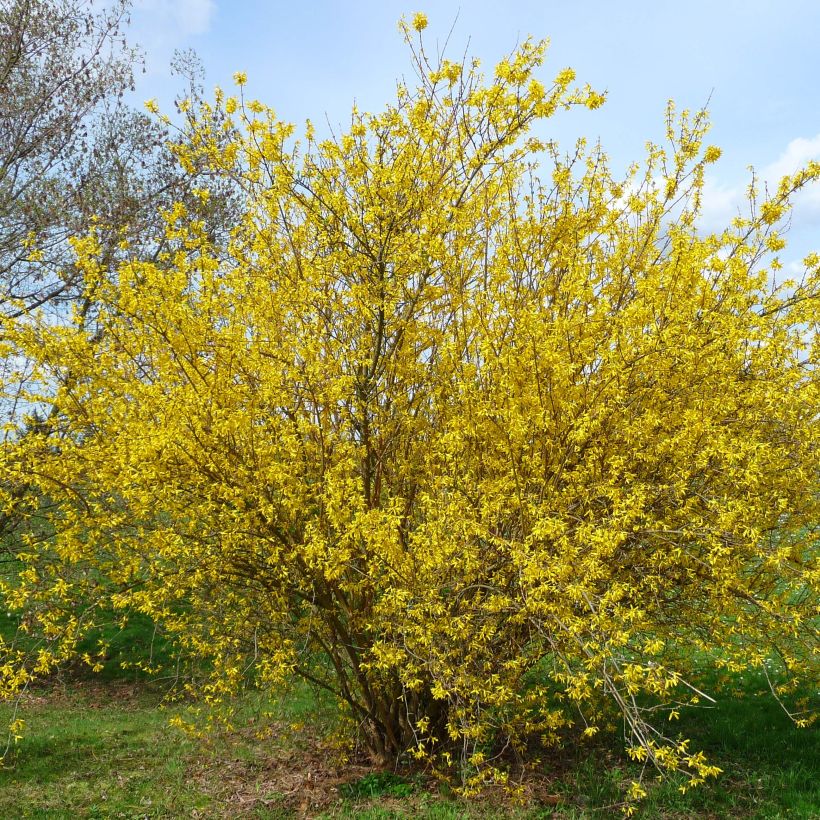 Forsythia intermedia Lyngold (Porte)