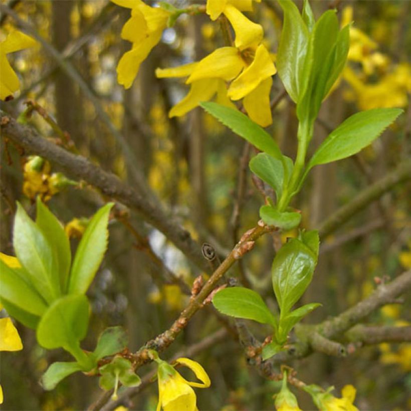 Forsythia intermedia Spectabilis (Follaje)