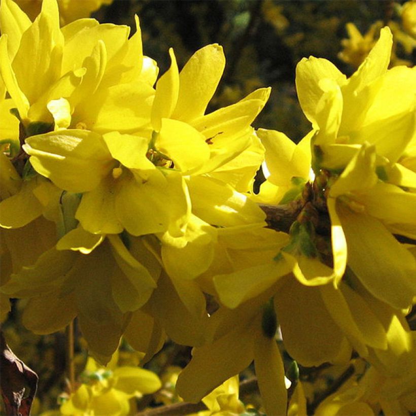 Forsythia intermedia Spectabilis (Floración)