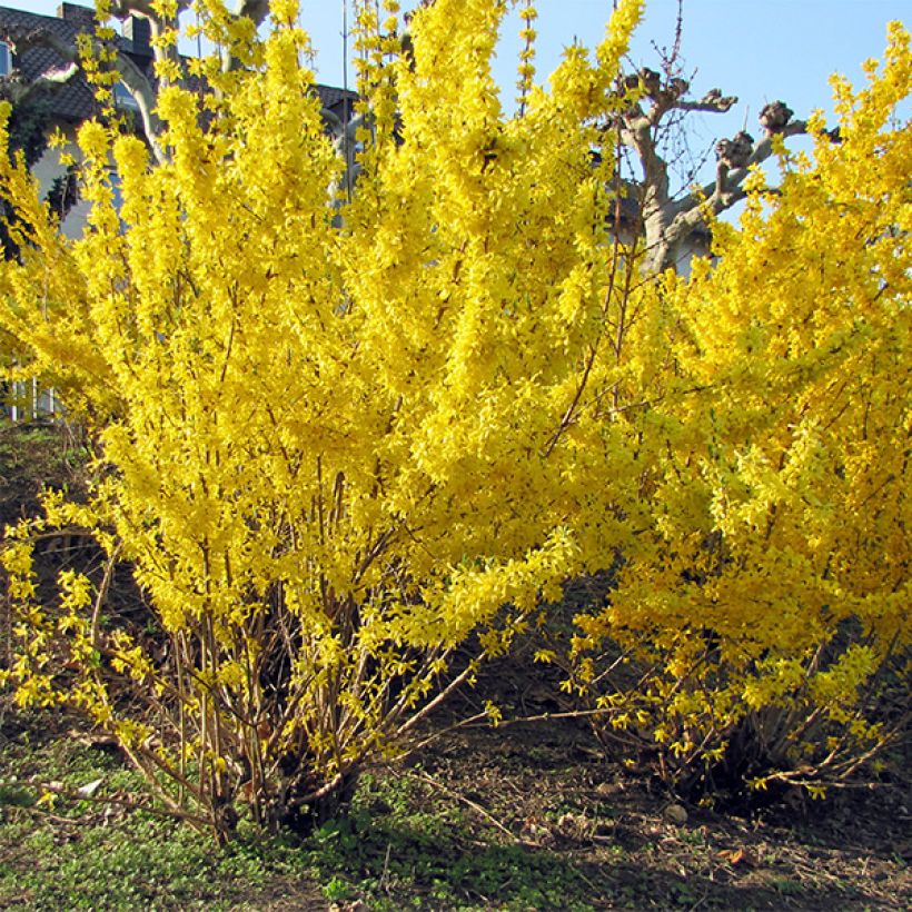 Forsythia intermedia Spectabilis (Porte)