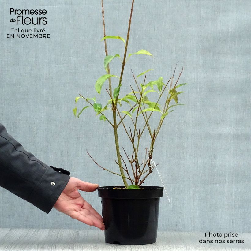 Ejemplar de Forsythia intermedia Spectabilis en pot de 2L/3L - Mimosa de Paris entregado en otoño