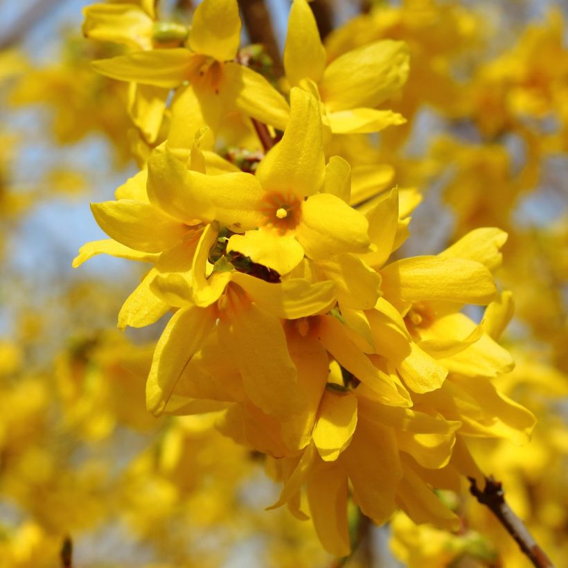 Forsythia intermedia (Floración)