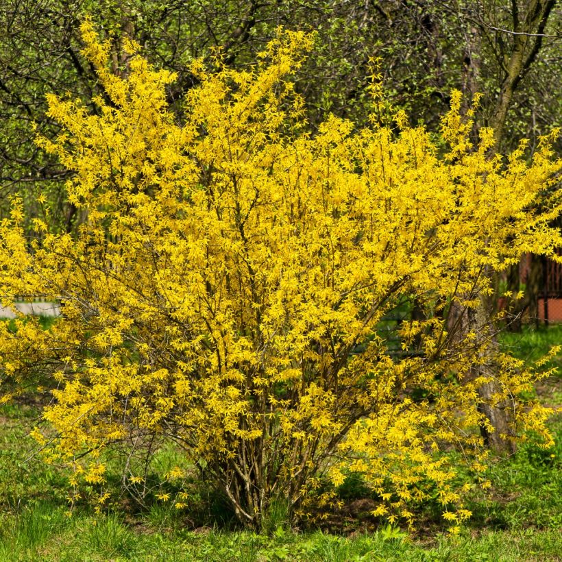 Forsythia intermedia (Porte)