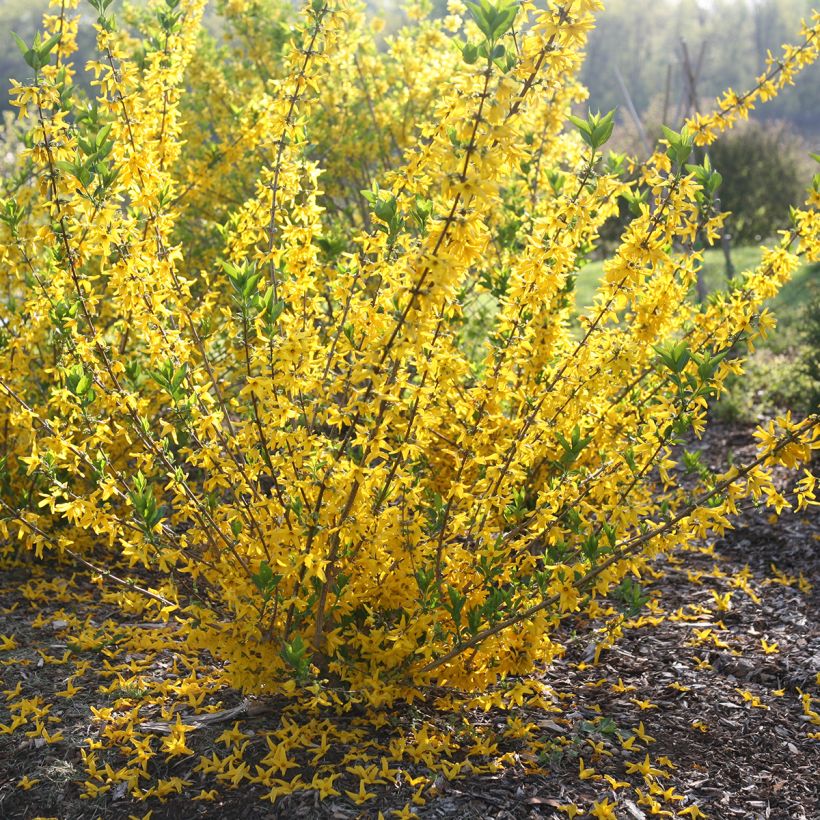 Forsythia koreana Flying Machine (Porte)