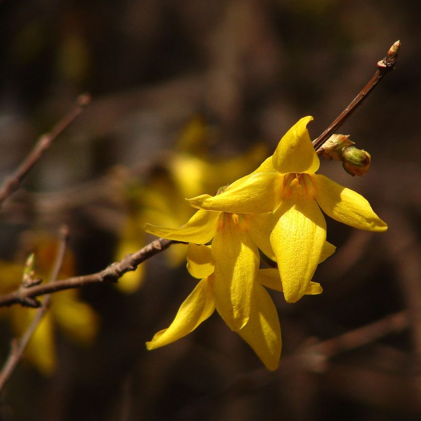 Forsythia koreana Kumsun (Floración)