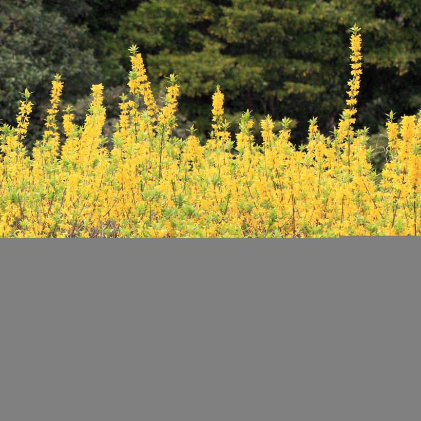 Forsythia viridissima Citrus Swizzle (Porte)