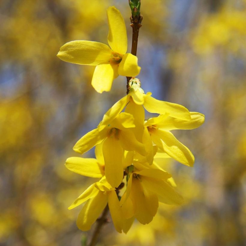 Forsythia intermedia Gold Rausch (Floración)