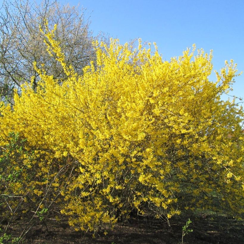 Forsythia intermedia Gold Rausch (Porte)