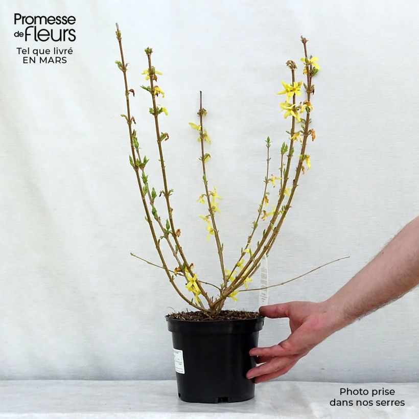 Forsythia x intermedia Gold Rausch - Mimosa de Paris Pot de 2L/3L Ejemplar entregado en invierno