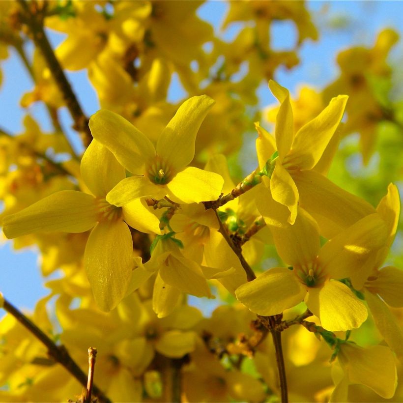 Forsythia intermedia Lynwood (Floración)