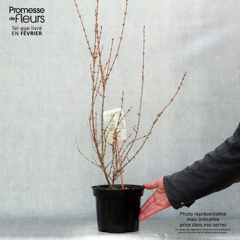 Forsythia (x) intermedia Minigold - Mimosa de Paris Pot de 2L/3L Ejemplar entregado en invierno