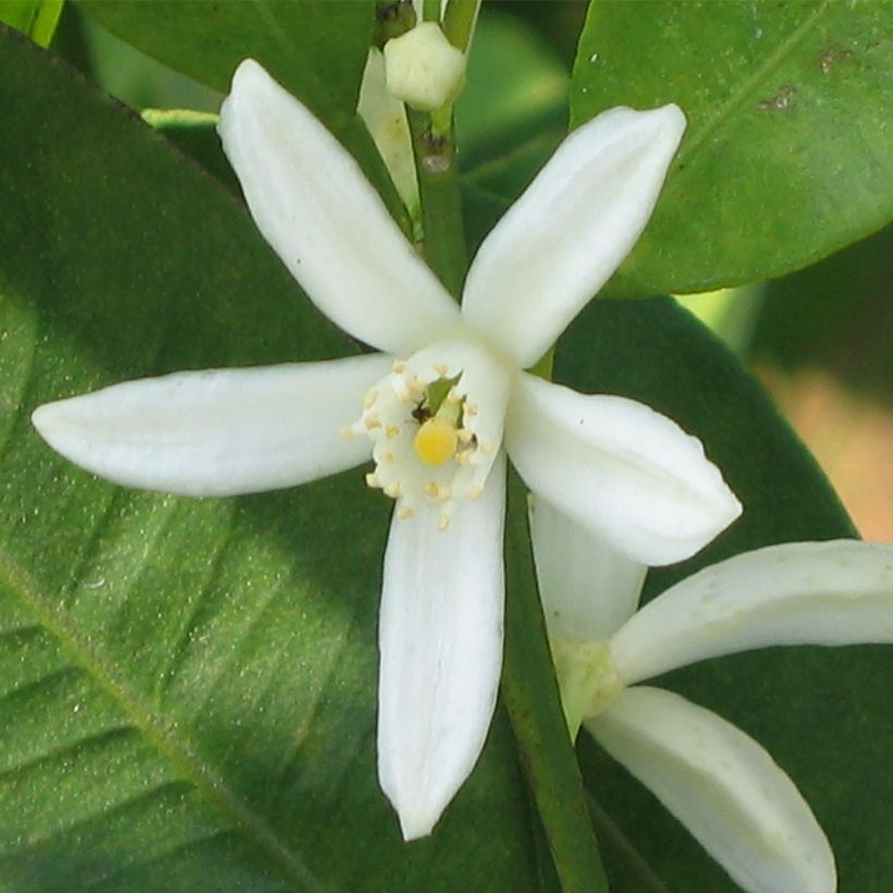 Kumquat - Fortunella margarita (Floración)