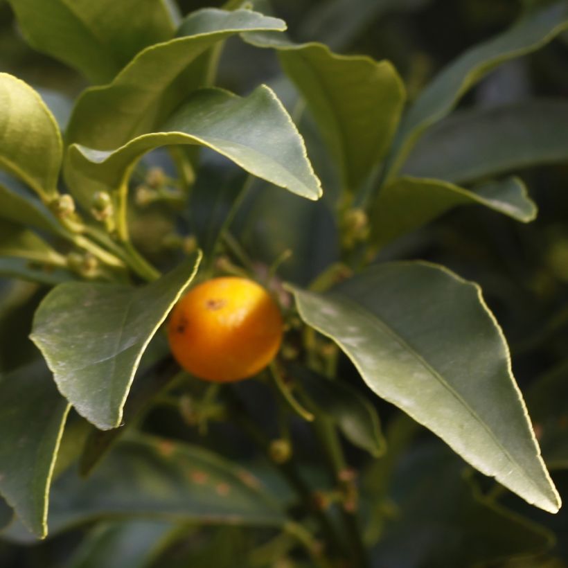 Kumquat - Fortunella margarita (Follaje)