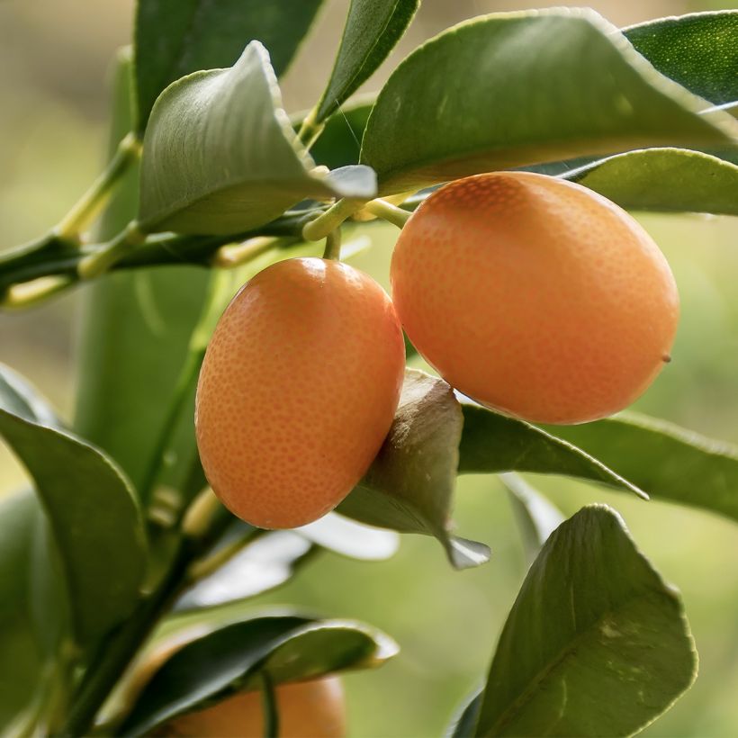 Kumquat - Fortunella margarita (Cosecha)