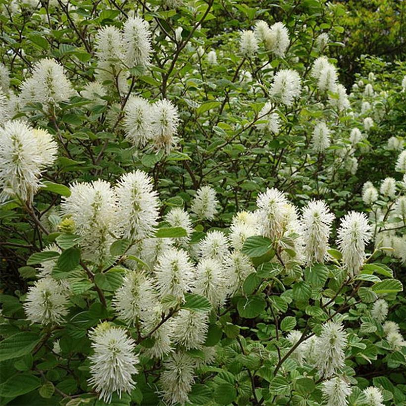 Fothergilla gardenii (Porte)