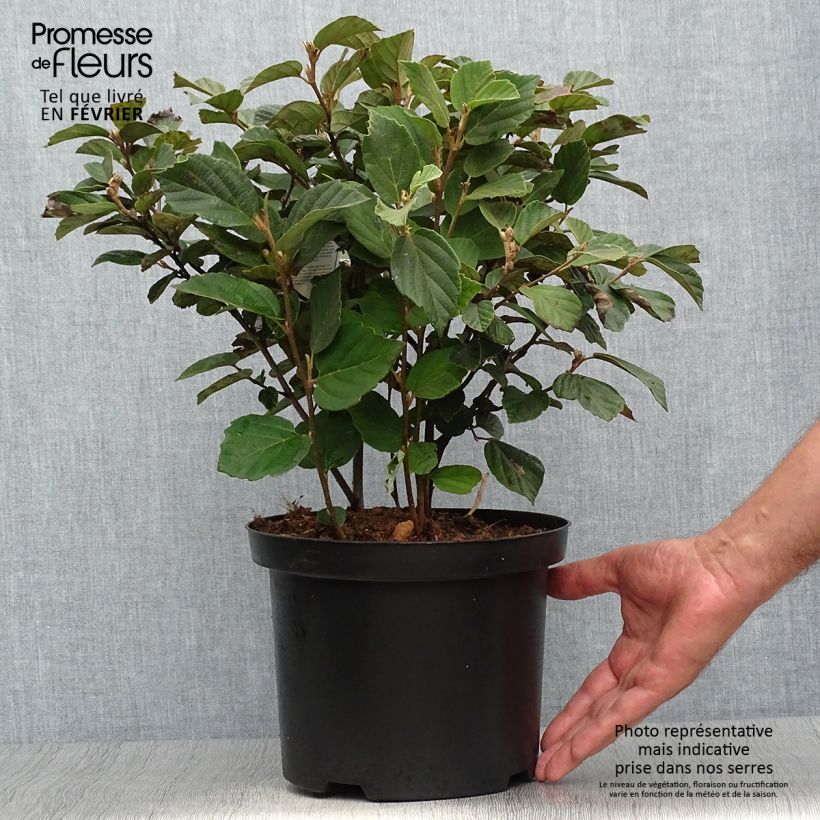 Ejemplar de Fothergilla gardenii Pot de 3L/4L entregado en otoño