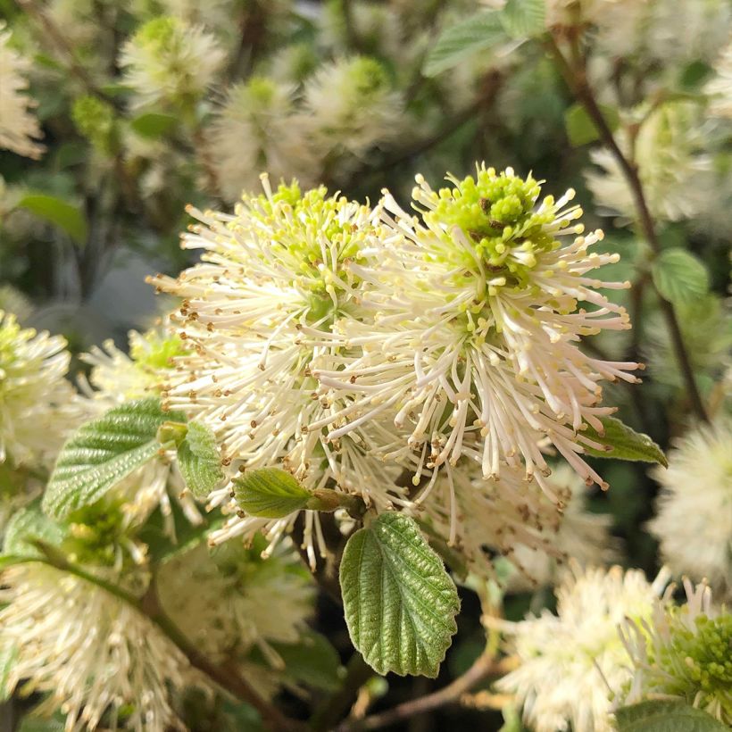 Fothergilla gardenii (Floración)