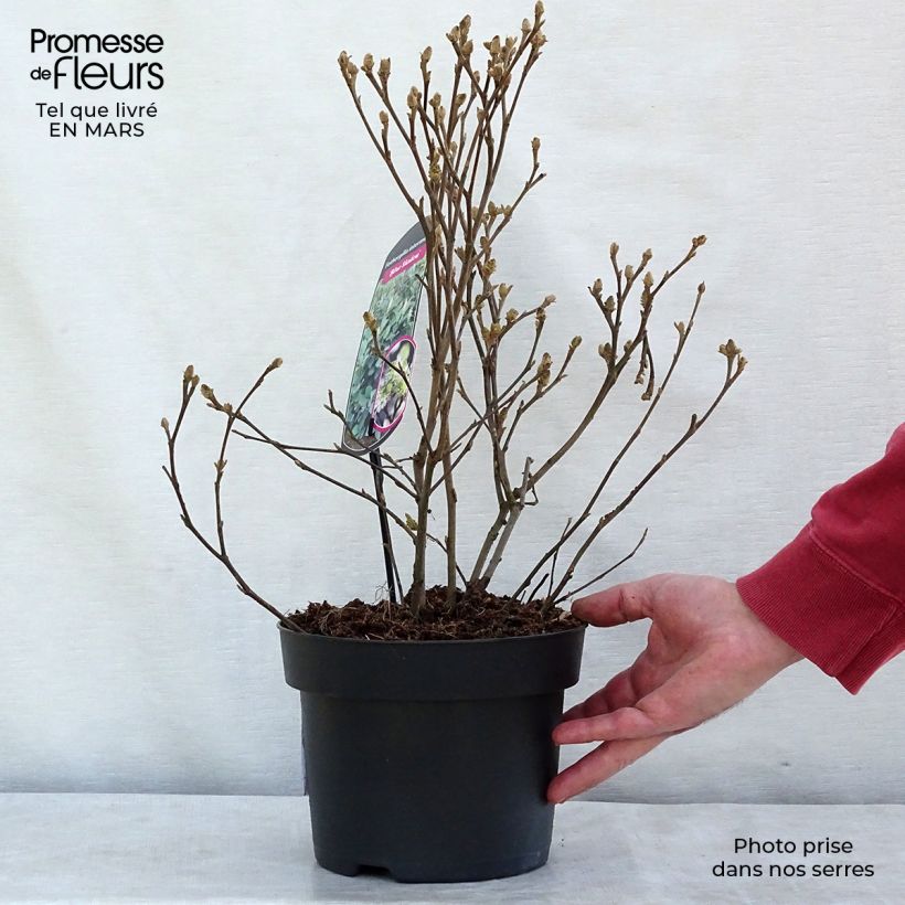 Fothergilla intermedia Blue Shadow Pot de 3L/4L Ejemplar entregado en invierno