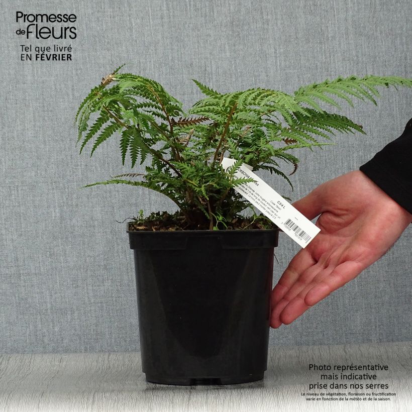 Fougère arborescente - Dicksonia fibrosa Pot de 3L/4L Ejemplar entregado en invierno