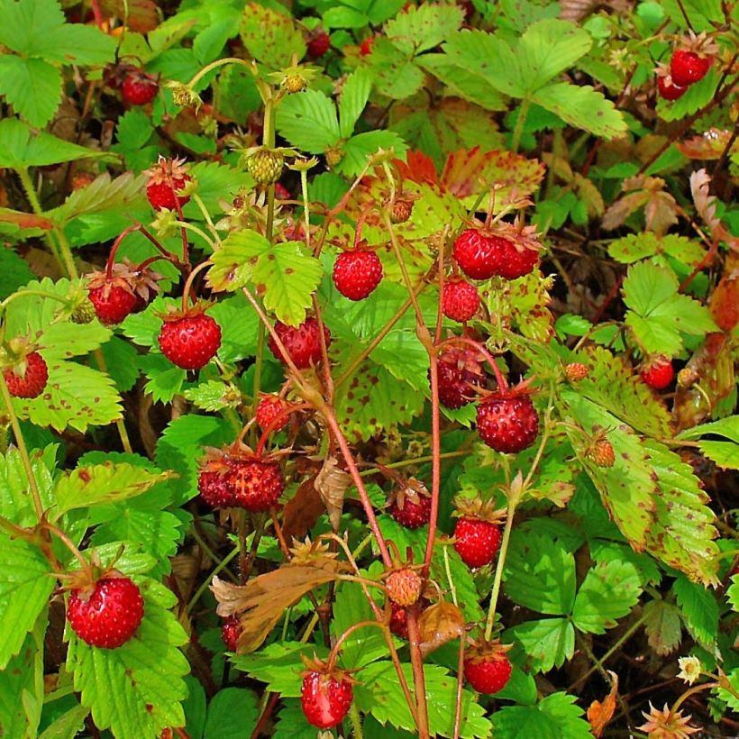 Fresa salvaje - Fragaria vesca (Cosecha)