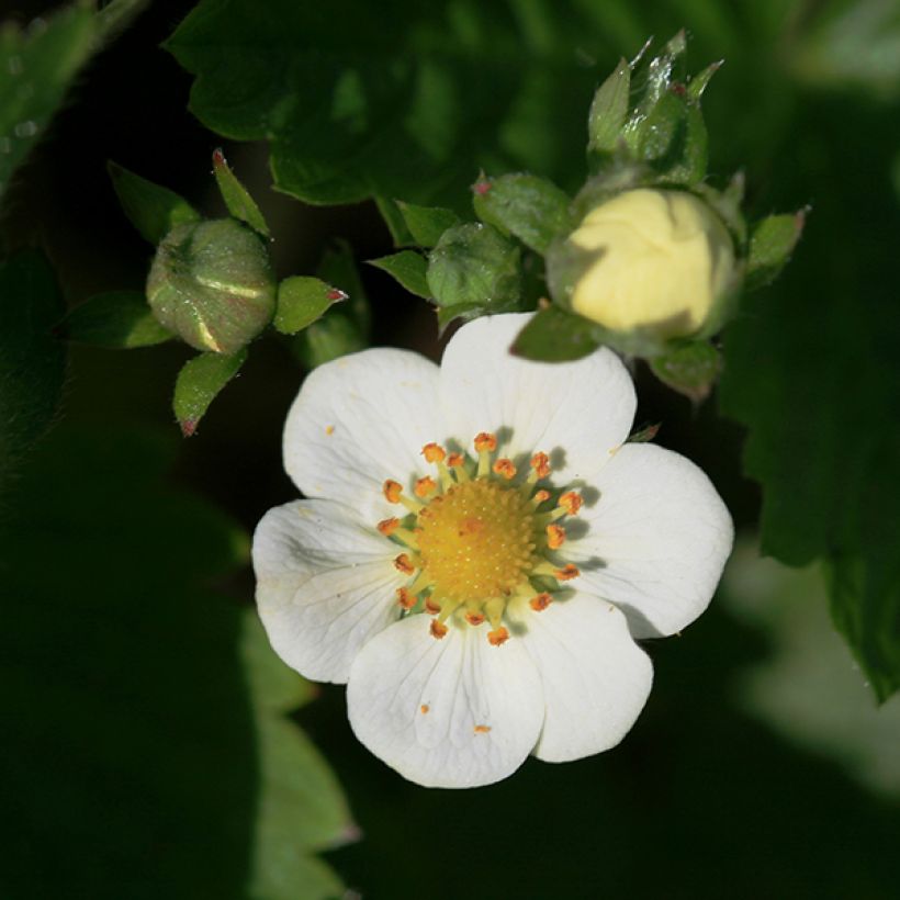 Fragaria nubicola Mont Omei (Floración)