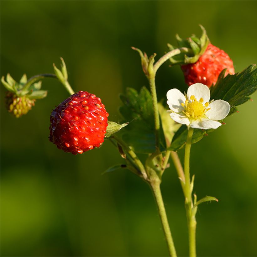 Fragaria nubicola Mont Omei (Cosecha)