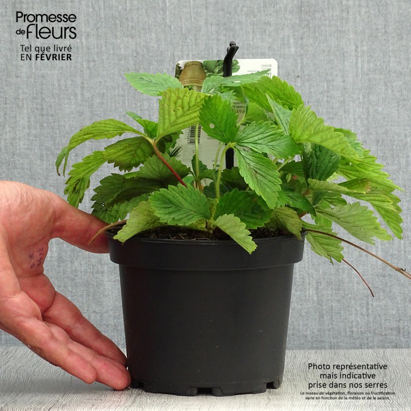 Ejemplar de Fraisier Capron - Fragaria moschata Pot de 1,5L/2L entregado en otoño