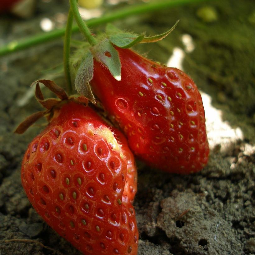 Fresa Rubis des Jardins (Cosecha)