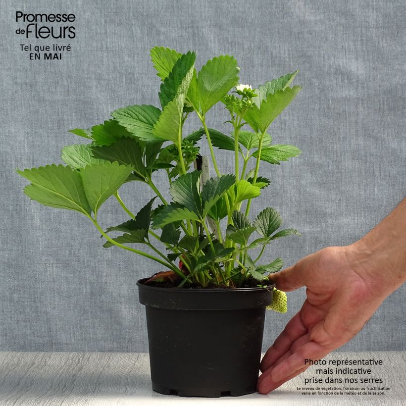 Fresa Temptation (plantas) Maceta 1,5L/2L Ejemplar entregado en la primavera