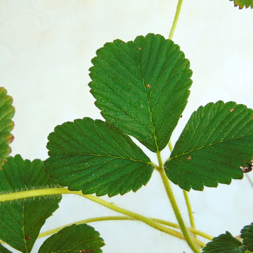 Fragaria nubicola Mont Omei (Follaje)