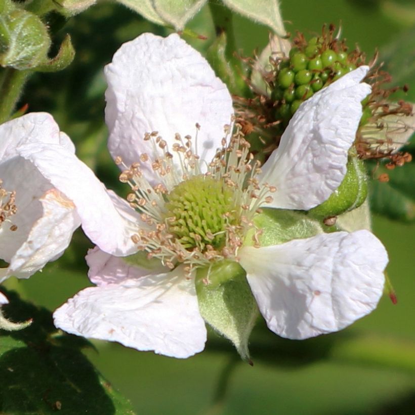 Frambuesa Schönemann (Floración)