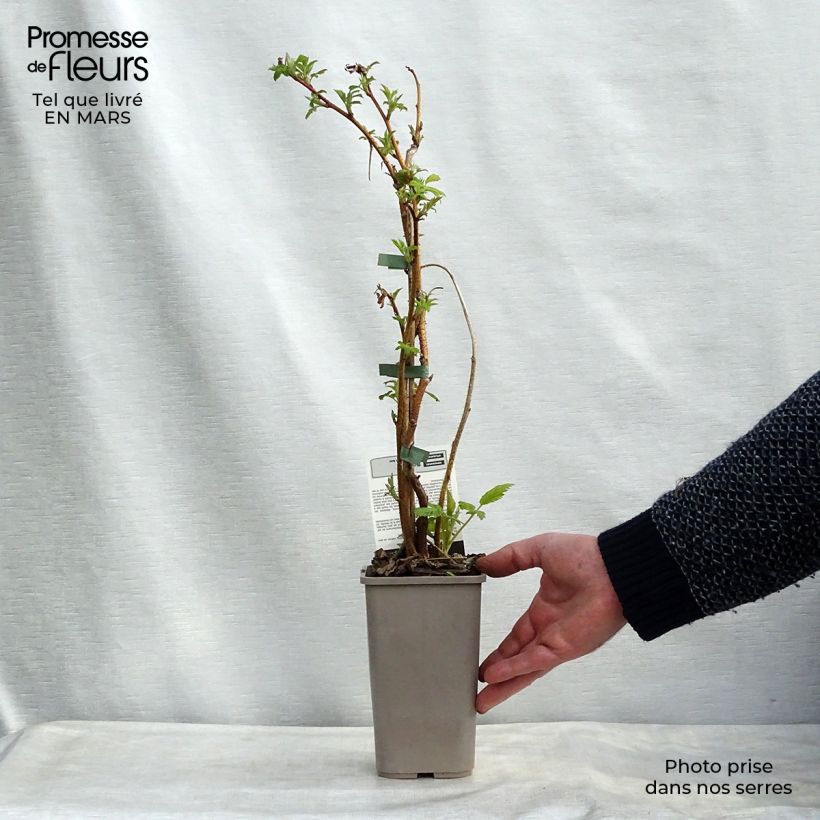 Framboisier Versailles (remontant) - Pot de 1,5L Ejemplar entregado en invierno